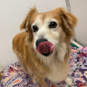 Meet your Posher, Nethra